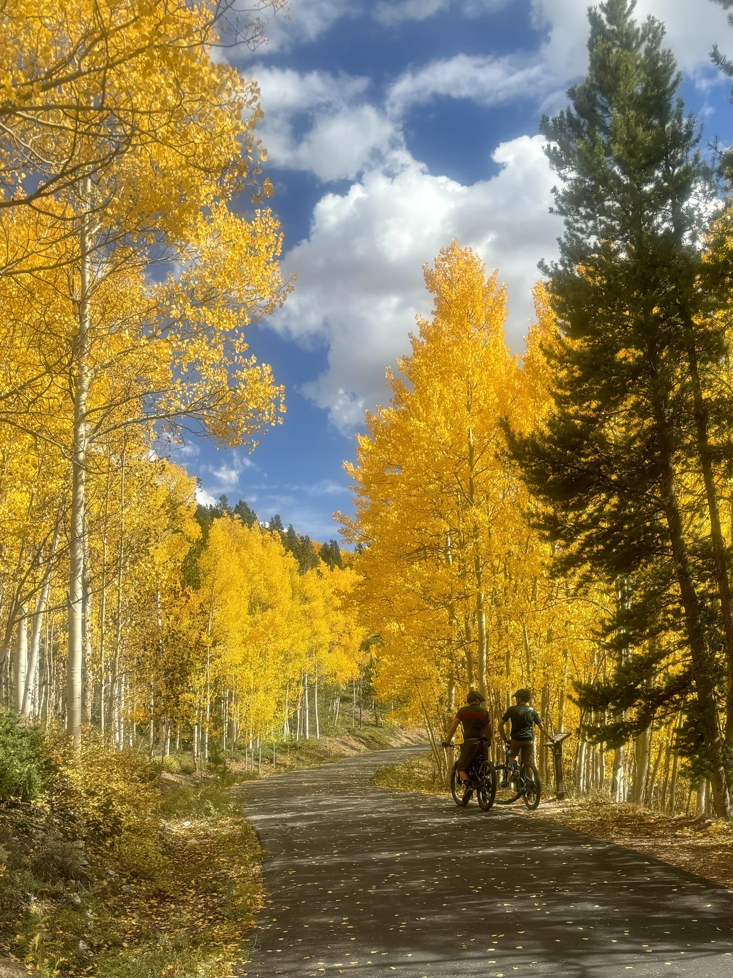 Cyclists on trail through golden aspens.