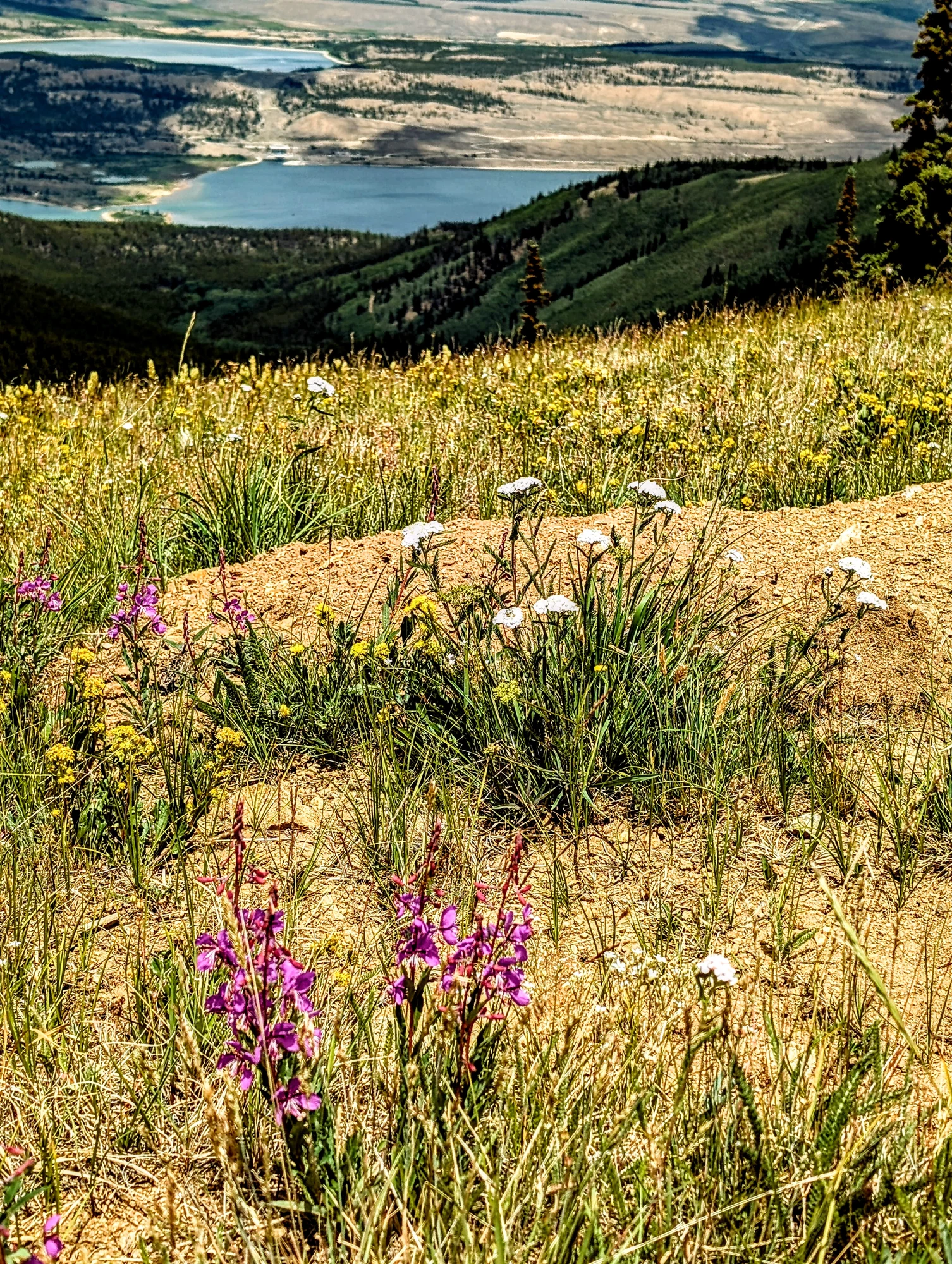 Wildflowers line a dirt trail above lakes and forested slopes.
