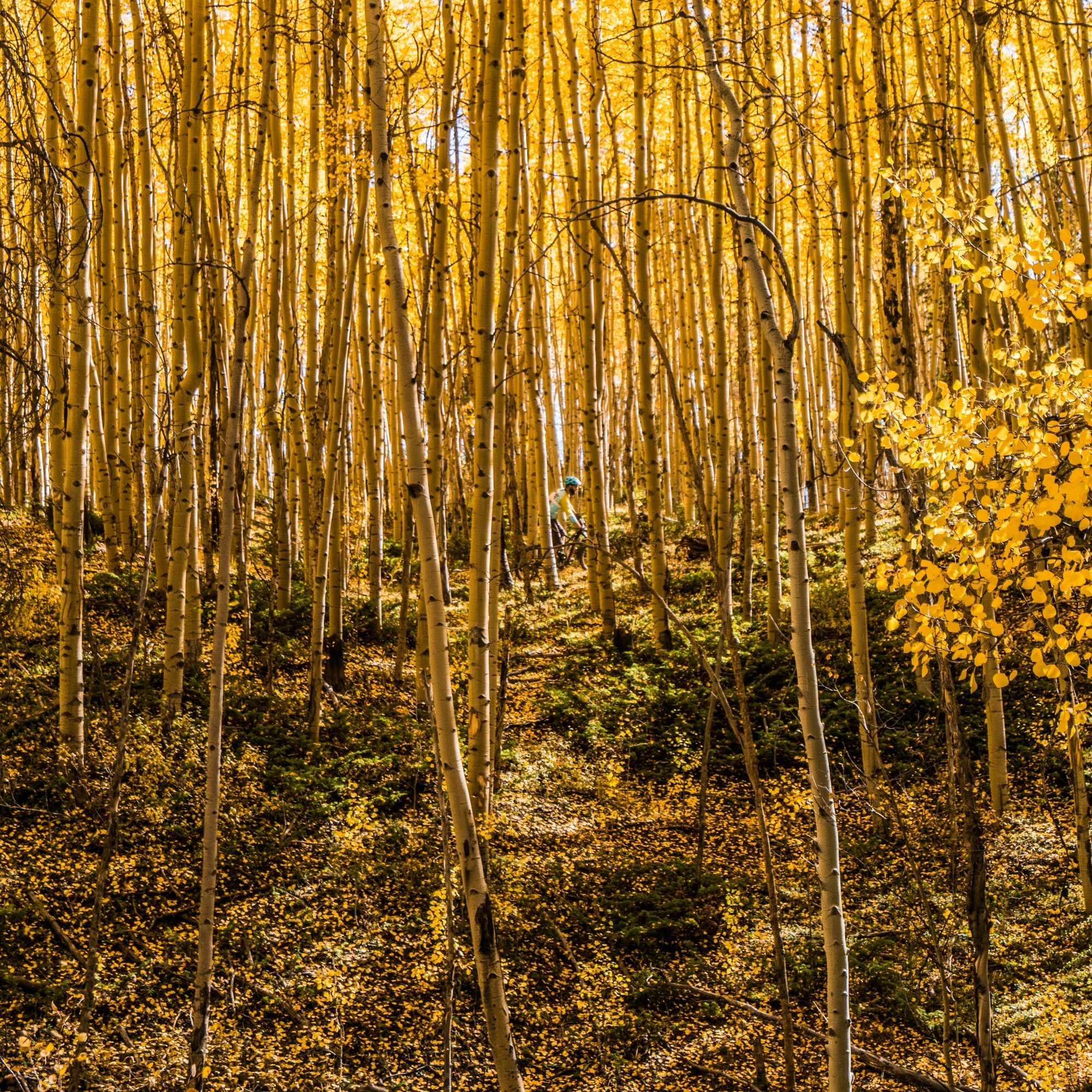 Golden autumn trees along the Timberline Trails near Colorado Mountain College.