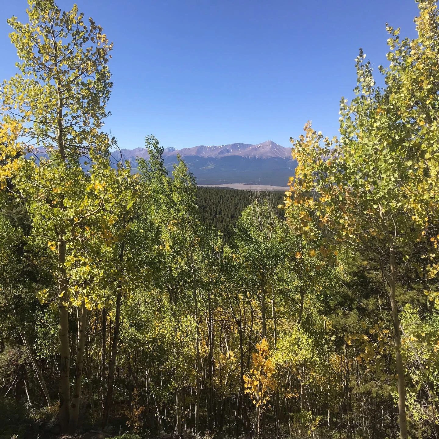 A forest landscape from the Wheelers’ 1% program impact story.