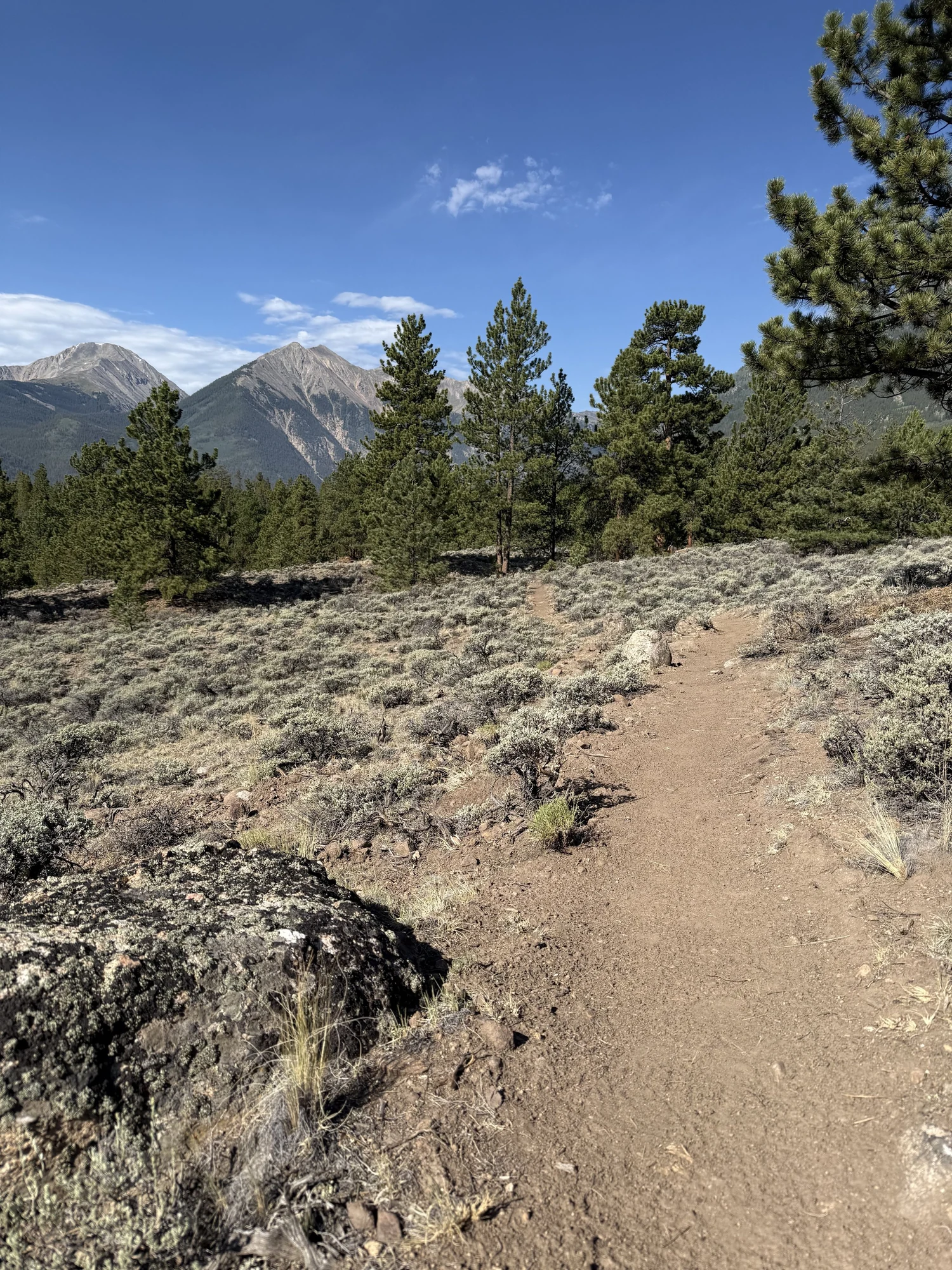 New Twin Lakes Connector singletrack through low vegetation