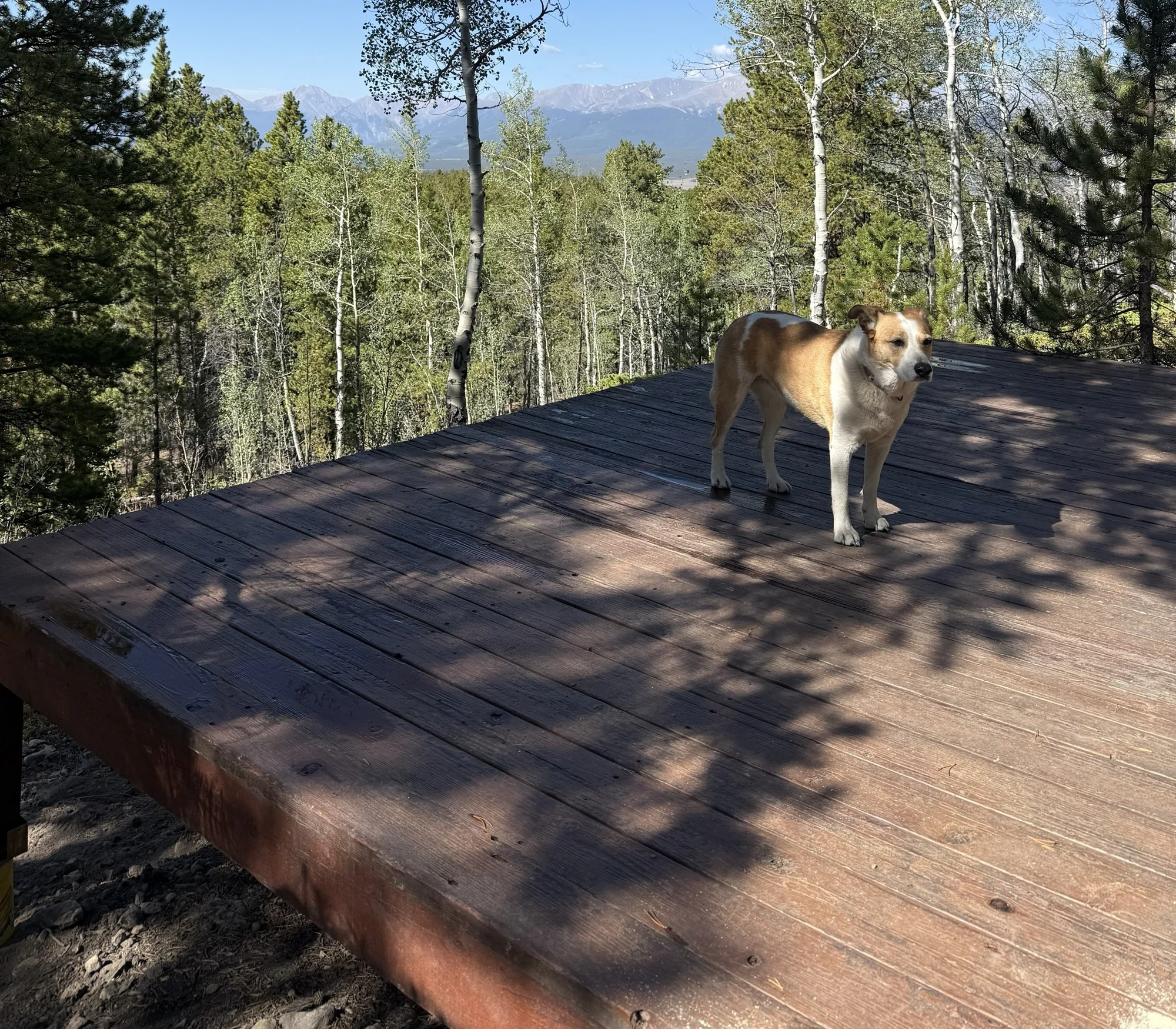 Rebuilt wooden Upper Deck trail feature with a dog standing on the deck